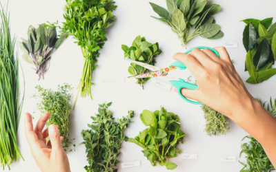 Las plantas que atraen energías positivas a tu hogar