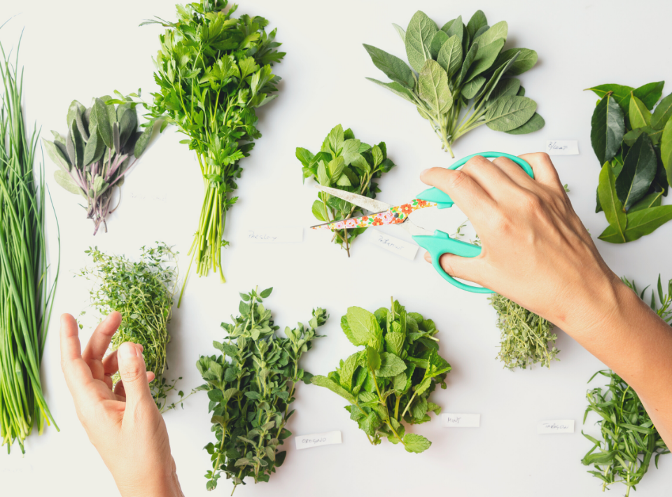Las plantas que atraen energías positivas a tu hogar